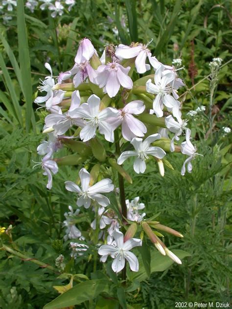 bouncing bet plant|Saponaria officinalis (Bouncing Bet) .